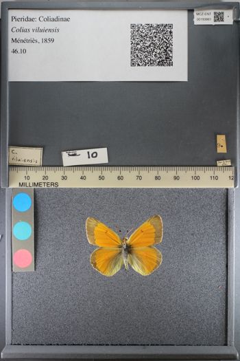 Media type: image;   Entomology 193861